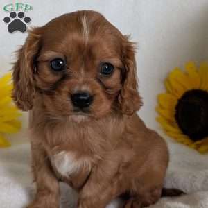Archie, Cavalier King Charles Spaniel Puppy