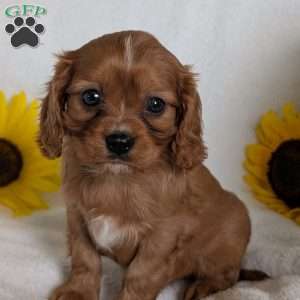 Archie, Cavalier King Charles Spaniel Puppy
