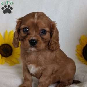 Archie, Cavalier King Charles Spaniel Puppy