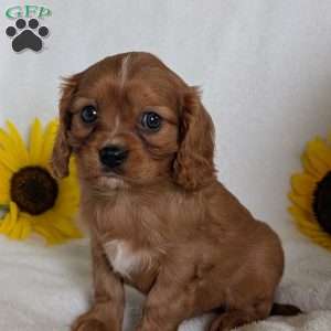 Archie, Cavalier King Charles Spaniel Puppy