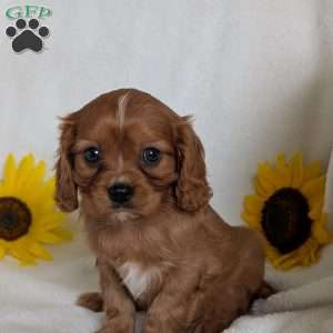 Archie, Cavalier King Charles Spaniel Puppy