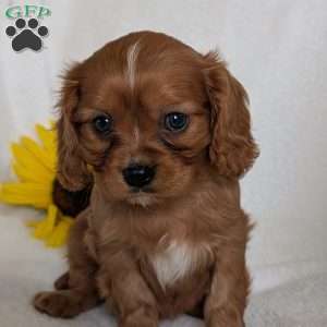 Archie, Cavalier King Charles Spaniel Puppy