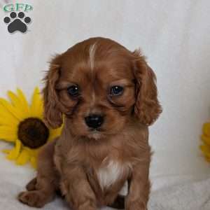Archie, Cavalier King Charles Spaniel Puppy