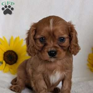 Archie, Cavalier King Charles Spaniel Puppy