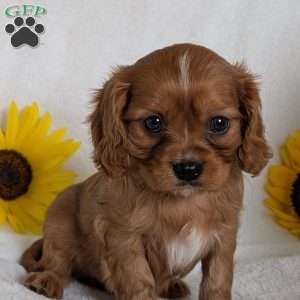Archie, Cavalier King Charles Spaniel Puppy
