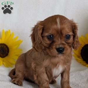 Archie, Cavalier King Charles Spaniel Puppy