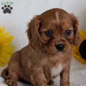 Archie, Cavalier King Charles Spaniel Puppy