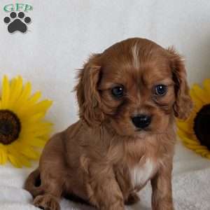 Archie, Cavalier King Charles Spaniel Puppy