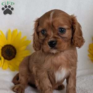 Archie, Cavalier King Charles Spaniel Puppy