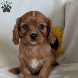 Archie, Cavalier King Charles Spaniel Puppy