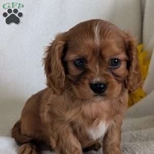 Archie, Cavalier King Charles Spaniel Puppy