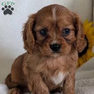 Archie, Cavalier King Charles Spaniel Puppy