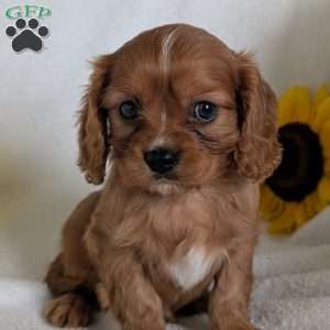 Archie, Cavalier King Charles Spaniel Puppy