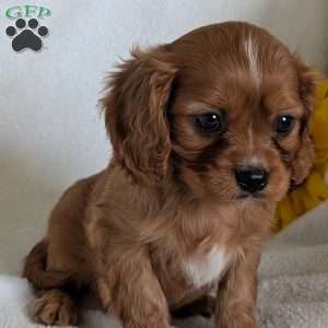 Archie, Cavalier King Charles Spaniel Puppy