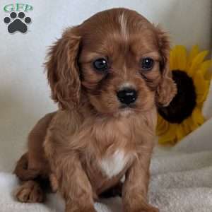 Archie, Cavalier King Charles Spaniel Puppy