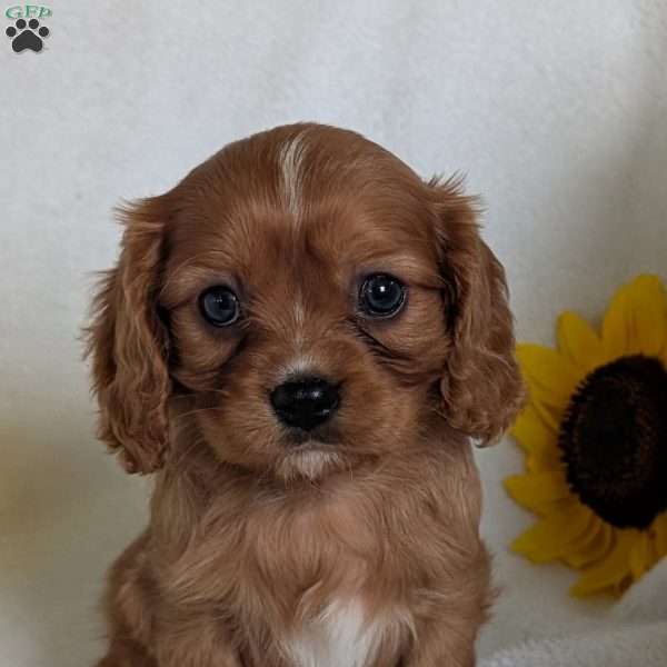 Archie, Cavalier King Charles Spaniel Puppy