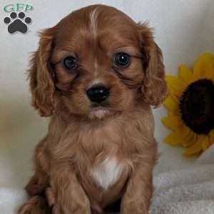 Archie, Cavalier King Charles Spaniel Puppy