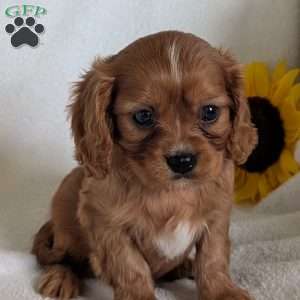 Archie, Cavalier King Charles Spaniel Puppy