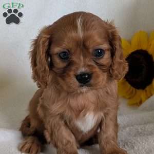 Archie, Cavalier King Charles Spaniel Puppy