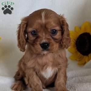 Archie, Cavalier King Charles Spaniel Puppy