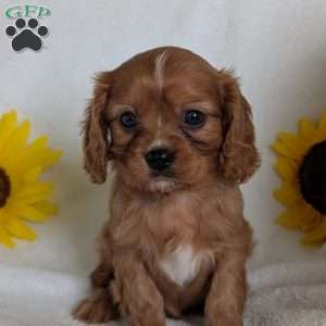Archie, Cavalier King Charles Spaniel Puppy