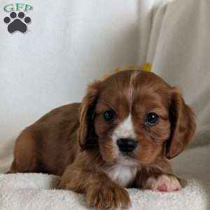 Bumper, Cavalier King Charles Spaniel Puppy