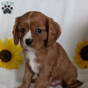 Bumper, Cavalier King Charles Spaniel Puppy