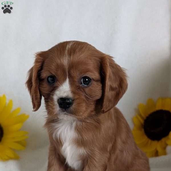 Bumper, Cavalier King Charles Spaniel Puppy