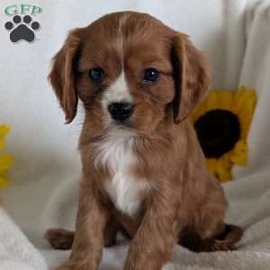 Bumper, Cavalier King Charles Spaniel Puppy