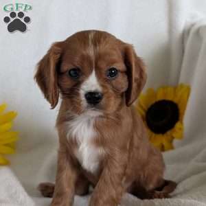 Bumper, Cavalier King Charles Spaniel Puppy