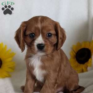 Bumper, Cavalier King Charles Spaniel Puppy