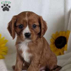 Bumper, Cavalier King Charles Spaniel Puppy