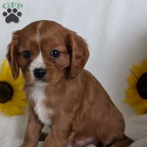Bumper, Cavalier King Charles Spaniel Puppy