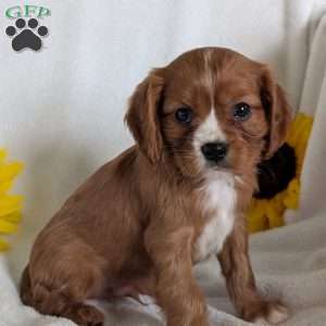 Bumper, Cavalier King Charles Spaniel Puppy