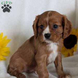 Bumper, Cavalier King Charles Spaniel Puppy