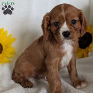 Bumper, Cavalier King Charles Spaniel Puppy
