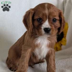 Bumper, Cavalier King Charles Spaniel Puppy