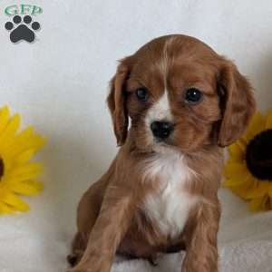 Bumper, Cavalier King Charles Spaniel Puppy
