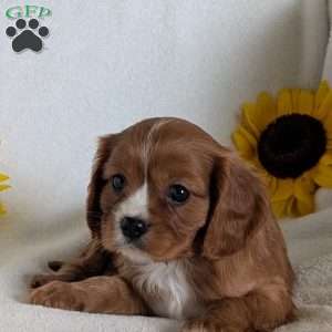 Bumper, Cavalier King Charles Spaniel Puppy