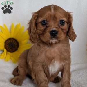 Archie, Cavalier King Charles Spaniel Puppy