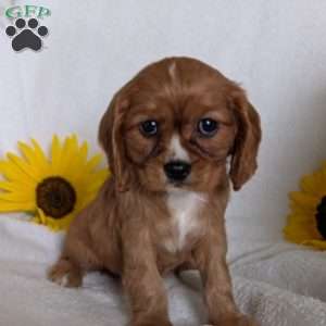 Indy, Cavalier King Charles Spaniel Puppy