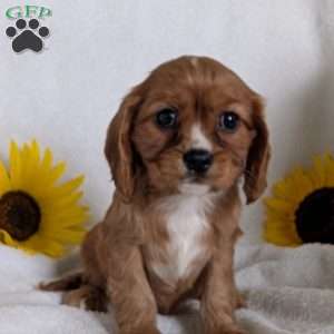 Indy, Cavalier King Charles Spaniel Puppy