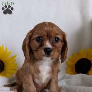 Indy, Cavalier King Charles Spaniel Puppy