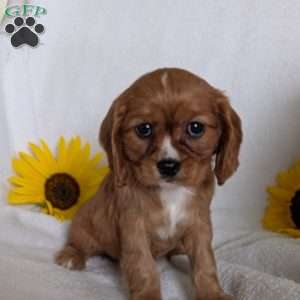 Indy, Cavalier King Charles Spaniel Puppy