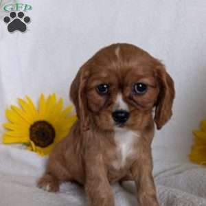 Indy, Cavalier King Charles Spaniel Puppy