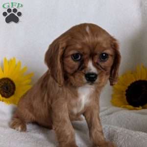 Indy, Cavalier King Charles Spaniel Puppy