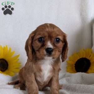 Indy, Cavalier King Charles Spaniel Puppy