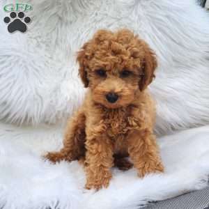 Max, Mini Goldendoodle Puppy