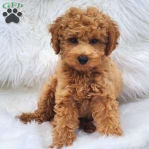 Max, Mini Goldendoodle Puppy