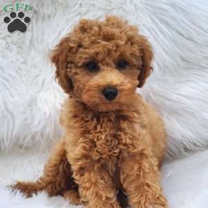 Max, Mini Goldendoodle Puppy